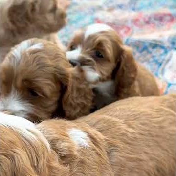Persephone is 4 1/2 Weeks Old! #cockapoo #cockapoopuppy #puppy #cute