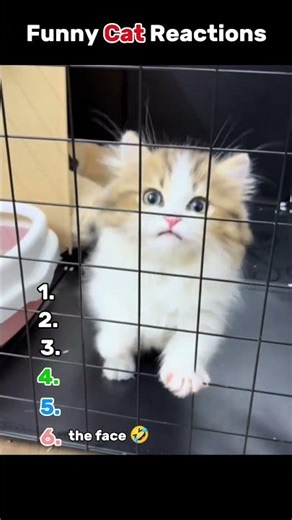 Funny Cat Reactions 👀🤣