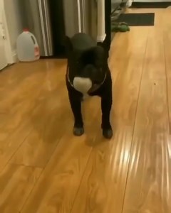 19K views · 1.5K reactions | The dancing Frenchie..  @baila.jack | French Bulldog World | Facebook