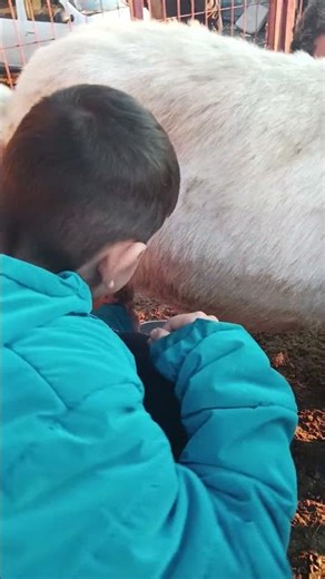 keçiden Süt sağım 6 yaşa kadar indi 😀