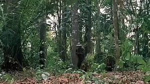 Eastern Condors (1987)