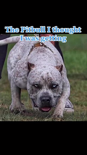 Pitbull Expectation vs Reality: Every Girl Needs Her Dog