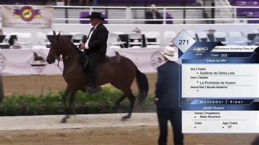 4.5K views · 37 reactions | ¡Vamos!  Julieta de MM and Javier Suarez are crowned the Performance Schooling Fillies 36-48 National Champions at the 2025 Paso Fino Grand National Show  | USEF Network | Facebook