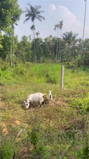 It’s run time ✌️🐯 avoo ayega