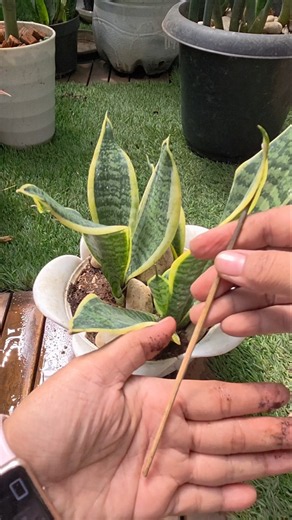 Quick & Easy Snake Plant Care Routine: Trimming, Soil Care, and Watering