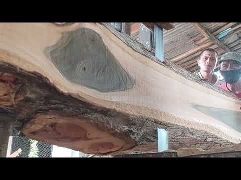 sawing teak tree branches