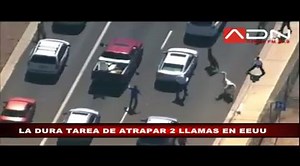 Llamas escape and become famous on social networks