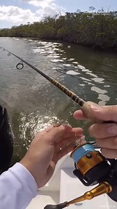 Catch and Releasing Mangrove SNAPPER | South Florida Fishing Channel