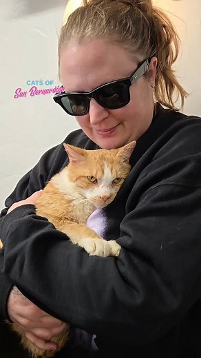 Cats of San Bernardino 😺 Jaina & Ivy on Instagram: "Theodore went into the vet yesterday for some bloodwork (which was all good 🤗), and he ended up getting neutered. Little man had a bad reaction to anesthesia, so it's been stressful past 24 hours with very little sleep. He's all good now and is relaxing with his friends ❤️ Theodore will not be getting his BB pellets removed. He will not be going under anesthesia again because of the risk. We just want to say thank you to everyone for all the 