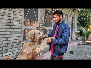 Meet Our Village’s Pride: The Majestic Himalayan Sheepdog!