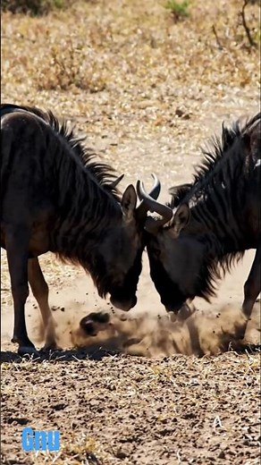 The Great Migration: Why the Gnu is Nature's Toughest Traveler #animals#wildlife #pet #animal rescue