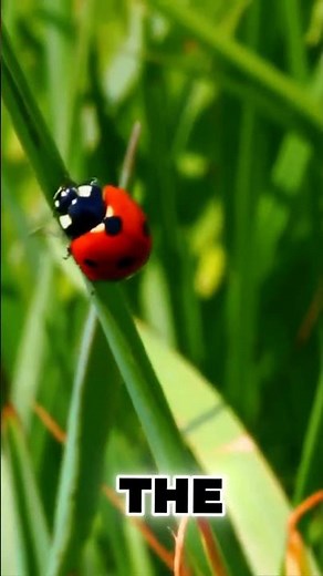 Ladybugs Nature's Adaptable Insects! | Fact Hunters #wildlife #ladybug