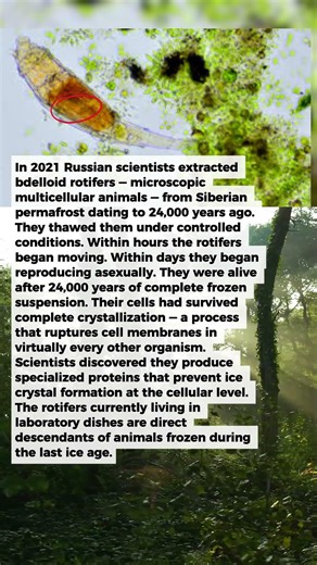 Scientists Thawed a Creature Frozen for 24,000 Years. It Started Reproducing Immediately.