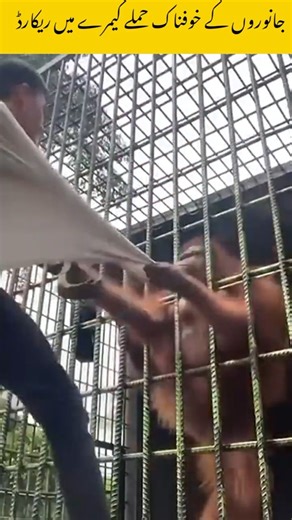 4 Real Animal Attacks Caught on Camera 😱 | Most Dangerous Animal Attacks on Humans Ever Recorded