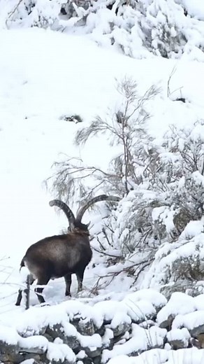 19K views · 1.9K reactions | Giant Gredos ibex billies in one of our exclusive hunting areas in Spain. Pre scouting is key when preparing an special hunt. Some very special hunts coming ahead so stay tuned! #ibexhunting #hunting #sheephunt #sheephunting #wildsheep #mountainhunting #wildsheepfoundation | Great European Hunts | Facebook