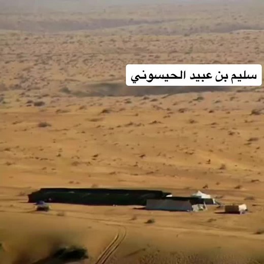 Exploring Camels in Their Natural Desert Habitat