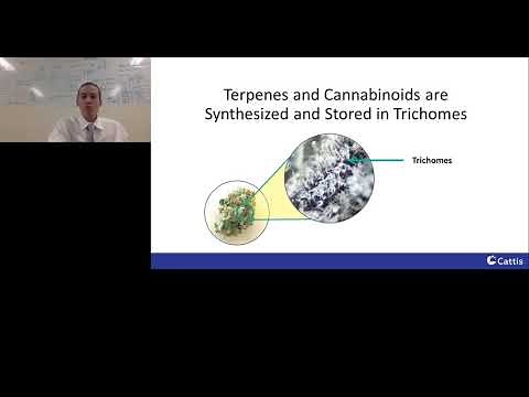 Optimization Study of Supercritical Fluid Extraction of Cannabinoids from Cannabis Sativa