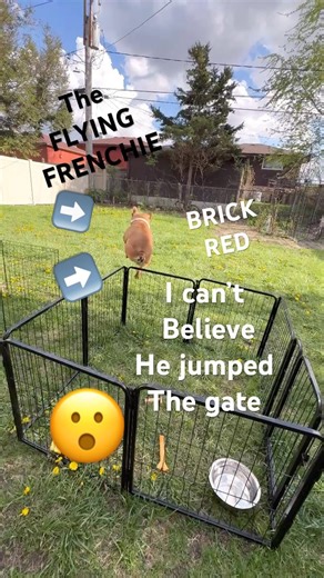FLYING FRENCHIE I CANT BELIEVE HE JUMPED THE GATE BRICK GOT HOPS #frenchie #frenchbulldog #jumpjump