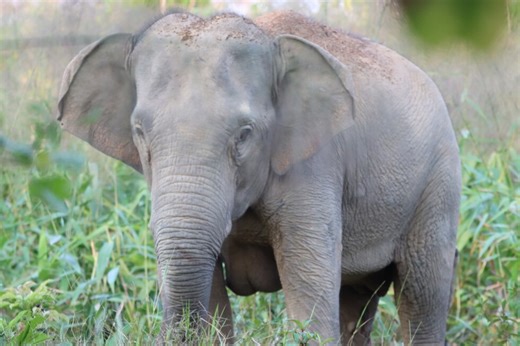 Thailand uses a birth control vaccine to curb its elephant population near expanding farms