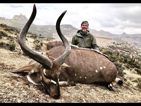 Mountain Nyala in Ethiopia