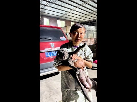 Abandoned Dogs Rescue Shelter — Heartbreaking Animal Rescue of Stray Dogs