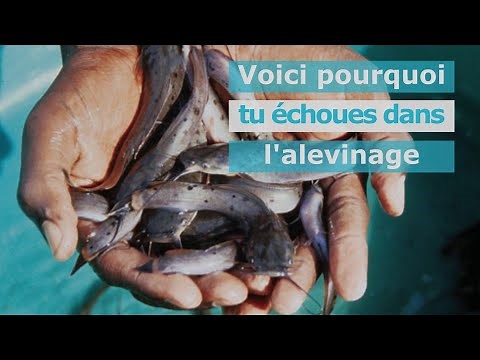 comment réussir l'alevinage ?