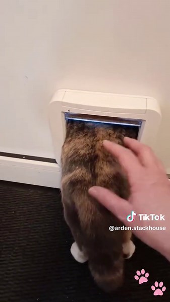 Hilarious Flying Cat Moments That Will Make You Laugh