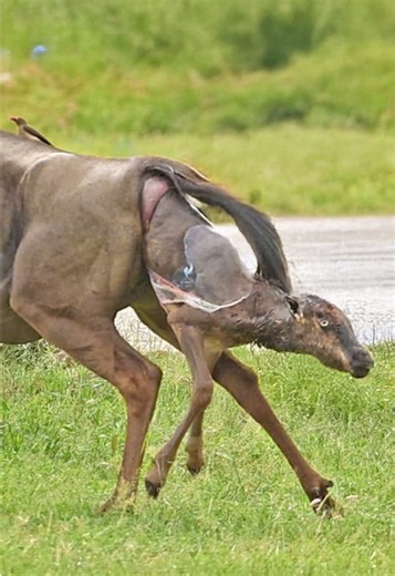 Wildebeest baby refuses to wait and tries running away during birth at @MalaMala Game Reserve.