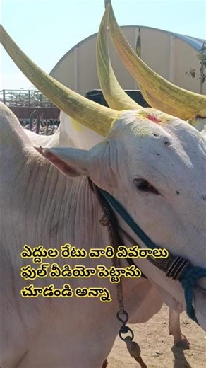 Look at how these bulls are doing, Anna #bullworker #shorts #viralshorts