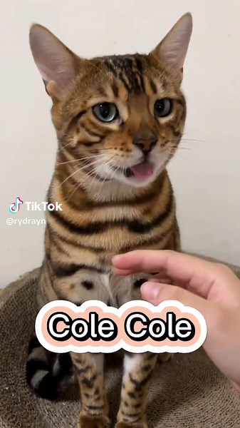 Kawaii Cats and Adorable Kittens Compilation