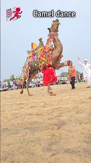 Majestic Camel Dance on Traditional Indian "Chunni" Song