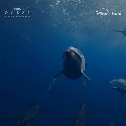 Seamounts—submarine mountains that rise from the depths of the ocean—are crucial to the creatures that undertake long sea voyages. Ocean with David Attenborough is now streaming on Disney and Hulu. | National Geographic TV