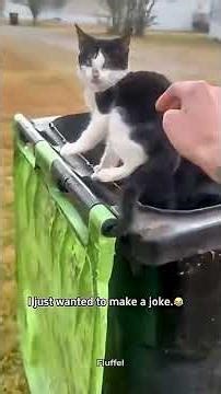 These Falling Cats Are To Funny 🐈