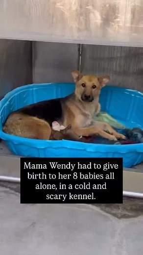 Foster needed for beautiful family in Southern California! Mama Wendy is soooo sweet with volunteers at the Devore shelter. She was sweet when they brought her in pregnant recently, and sweet still after she gave birth to her new babies. We can’t imagine anything bad happening to this family, so we need to get them out fast! Please share and help us save them. All we need to get them out is a committed foster. Even just a couple weeks is enough for us to save their lives! We are looking for a fo
