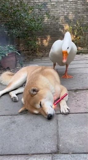 When a Goose Wakes Up a Sleeping Dog 🦆🐶😂#FunnyAnimals, #DogLife, #GooseAttack