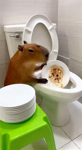 The capybara wash the dishes by using toilet water 😭🚽 #capybara #funny #shorts #viralshorts
