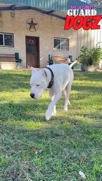 Dogo Argentino are large game hunters with amazing abilities 📚😮 #dogs #dog #dogoargentino