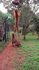 😋. Tiger jumps to catch meat, filmed in slow-motion #tiger #wildlife #reelsviralシ | Amazing Animals