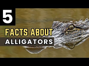 5 Quick and Interesting Facts About American Alligators