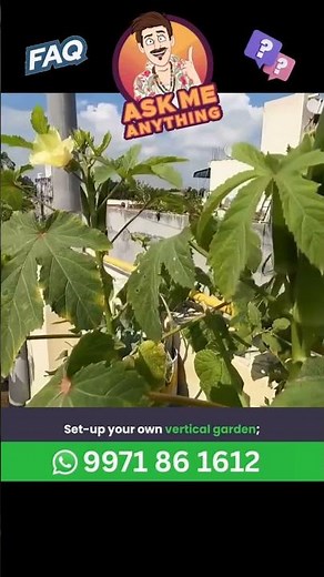 Grow almost Everything in Vertical Vegetable Garden Setup and Services 7