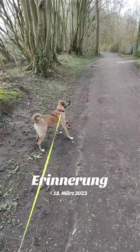 #erinnerung #eichhörnchen🐿️ ihr erstes Eichhörnchen 🐿️😂