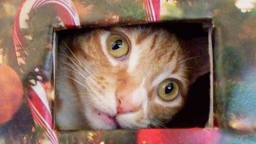 Is Christmas Tree Flocking Toxic to Pets?