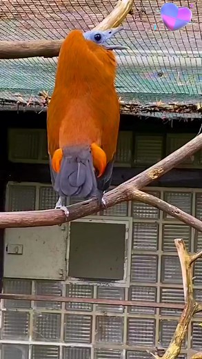 Pájaro capuchino.. Capuchin bird. Natural Beauties. 💕 | Paraíso Terrenal, Bellezas Naturales. Birds