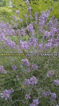 Lavándula: Secretos de la Naturaleza #Shorts