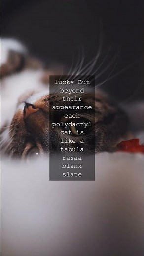 The Unique World of Polydactyl Cats Have you ever seen a cat with extra toes These...