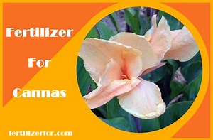 ≫ Best fertilizer for Cannas -【How and when to fertilize canna lily】