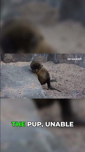 Horrifying Truth About Sea Otter Mating