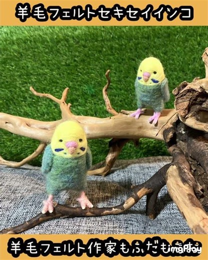 ブローチパーツ付きで肩にとめれる、羊毛フェルトセキセイインコ #セキセイインコ #羊毛フェルト作家もふだもふお #羊毛氈