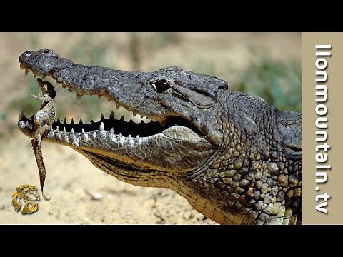 Mother Crocodile with her hatchlings | Baby Animals