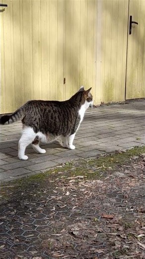 LuCa On Morning Patrol (6) #itsluca #luca #cat #watchcat #nature #lucasyard #alleliebenluca